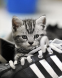 Kitten with shoes wallpaper 128x160