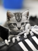 Kitten with shoes wallpaper 132x176