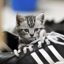 Fondo de pantalla Kitten with shoes 208x208