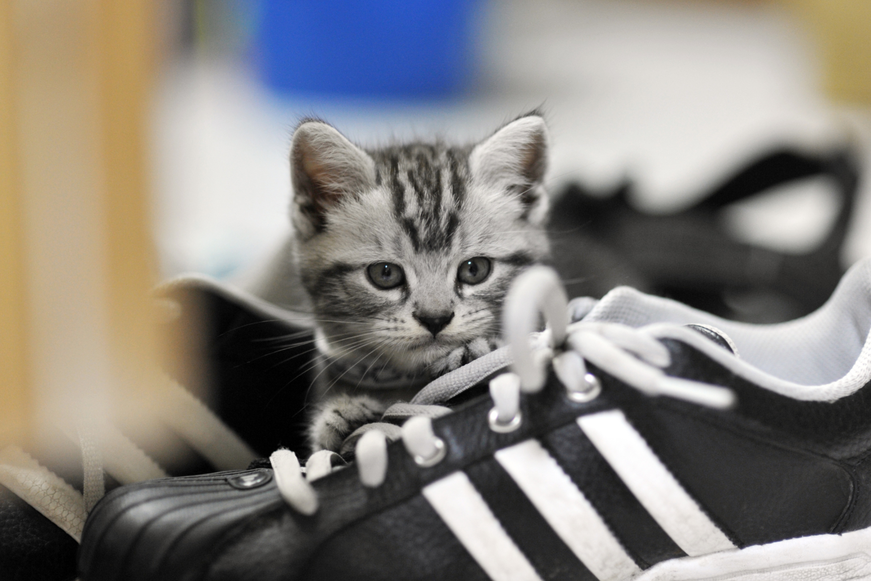 Kitten with shoes wallpaper 2880x1920