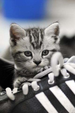 Kitten with shoes wallpaper 320x480