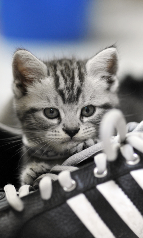 Kitten with shoes wallpaper 480x800