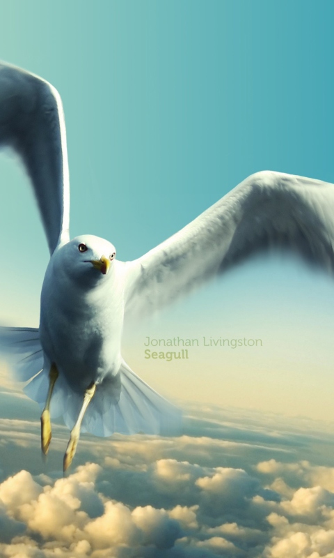 Fondo de pantalla Jonathan Livingston Seagull 480x800