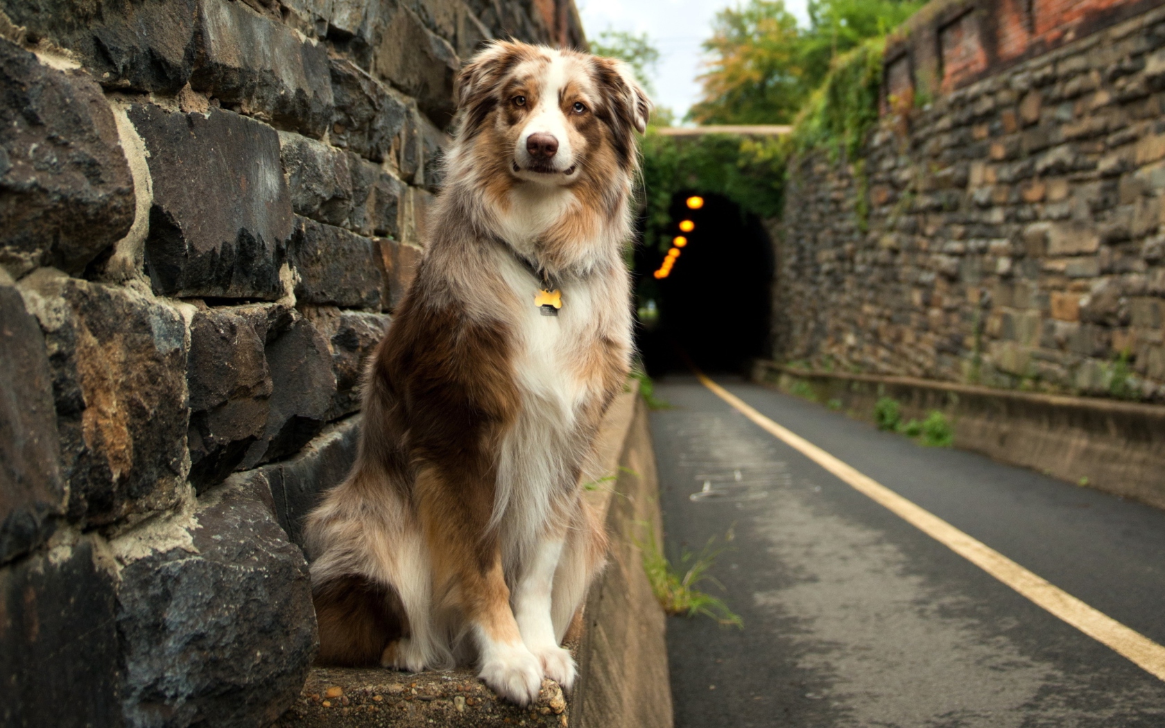 Friendly Dog Waiting wallpaper 1680x1050