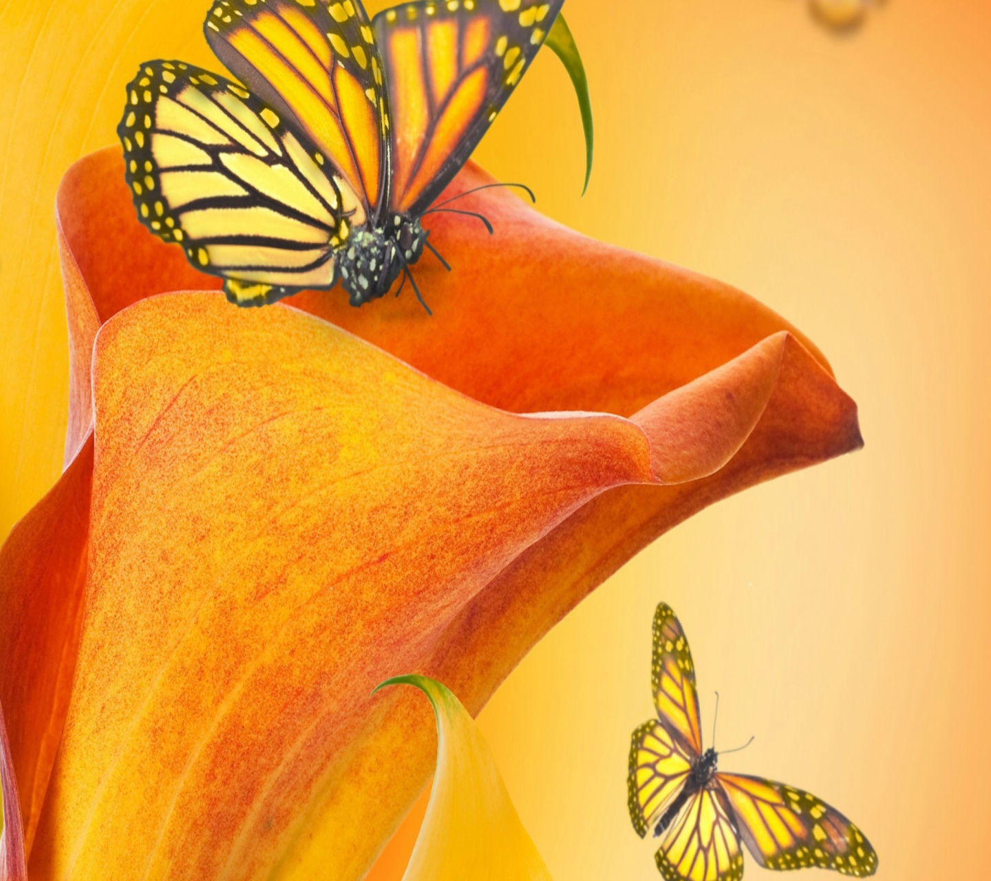 Das Beautiful Flower Wallpaper 1440x1280