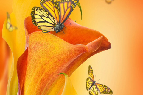 Fondo de pantalla Beautiful Flower 480x320