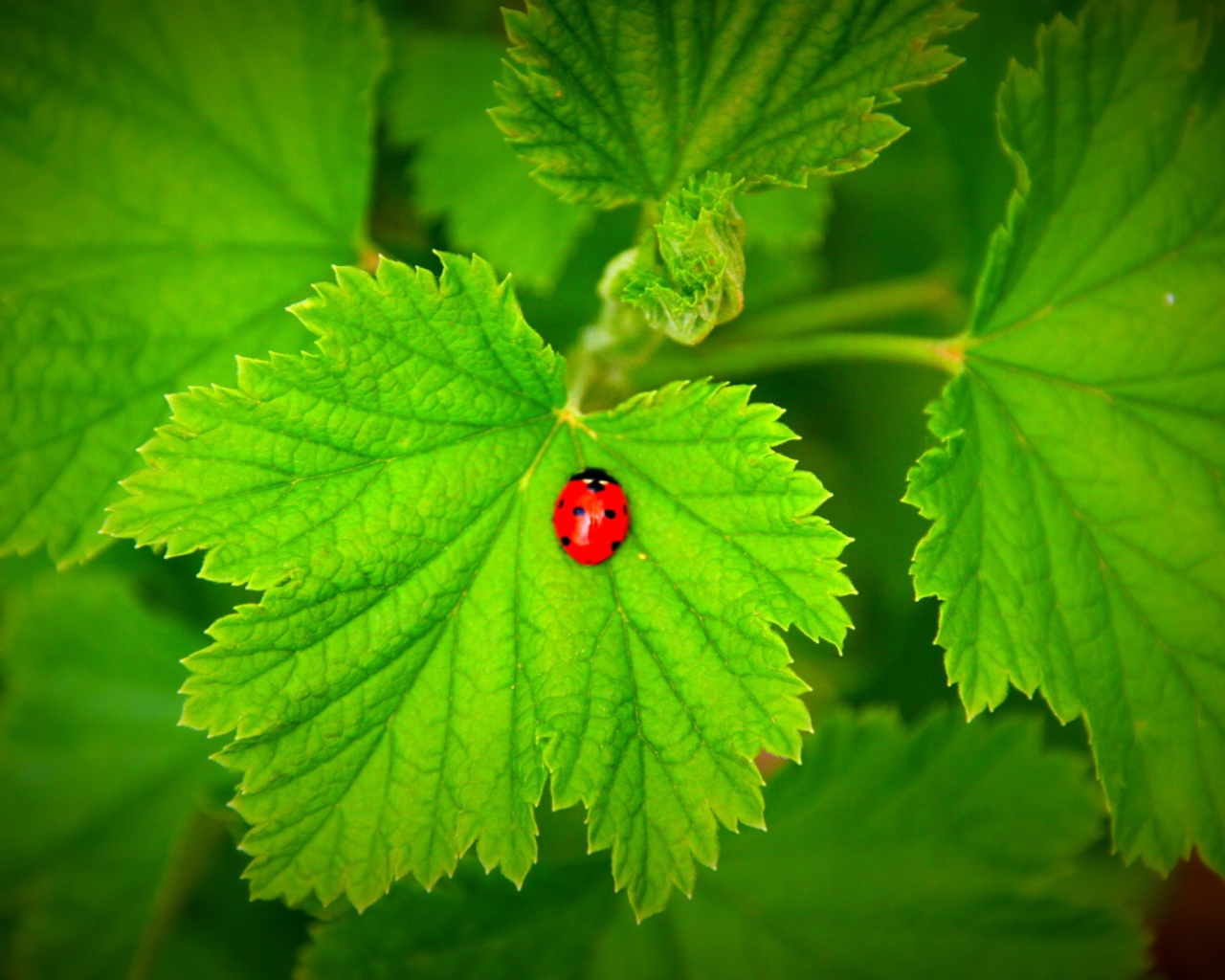 Red Ladybug On Green Leaf wallpaper 1280x1024