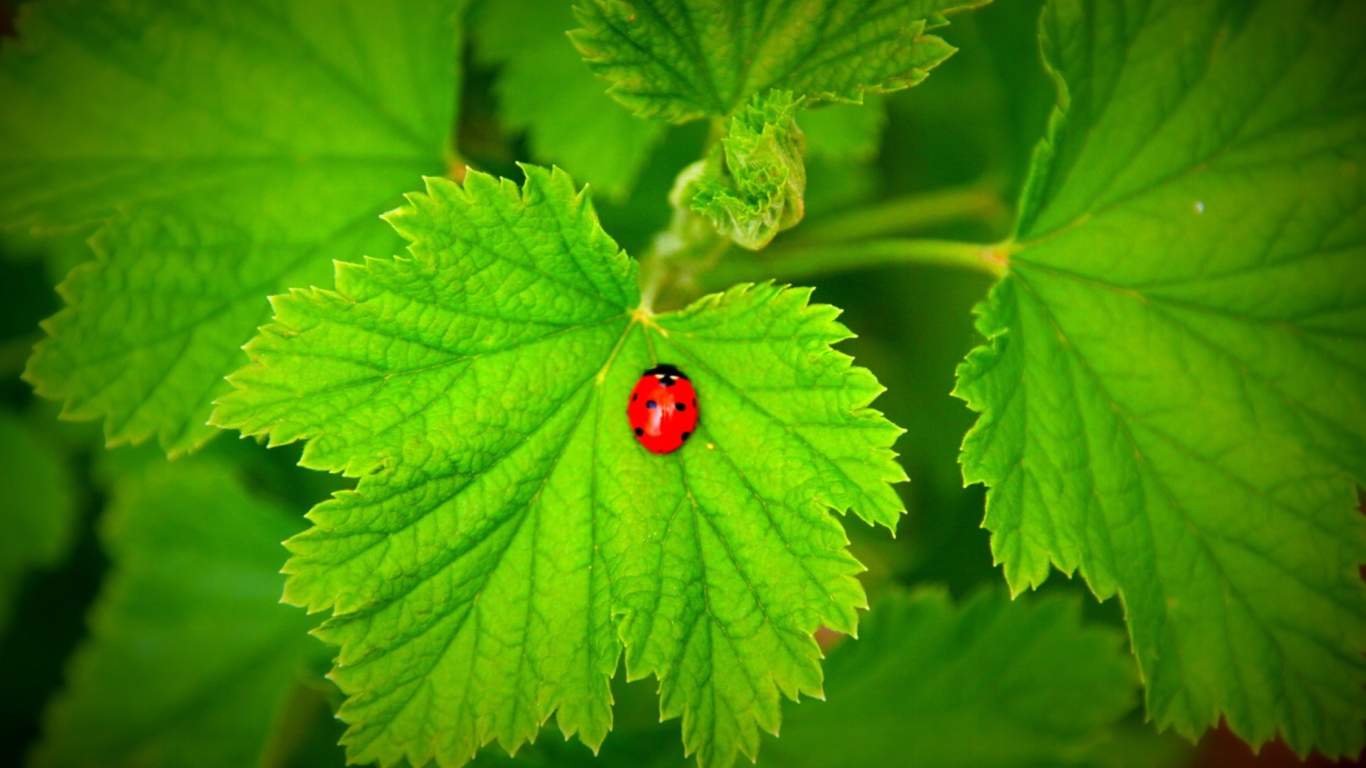 Das Red Ladybug On Green Leaf Wallpaper 1366x768