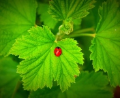 Fondo de pantalla Red Ladybug On Green Leaf 176x144