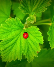 Red Ladybug On Green Leaf wallpaper 176x220