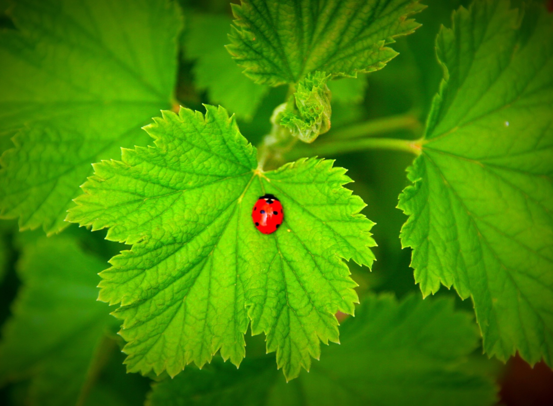 Fondo de pantalla Red Ladybug On Green Leaf 1920x1408