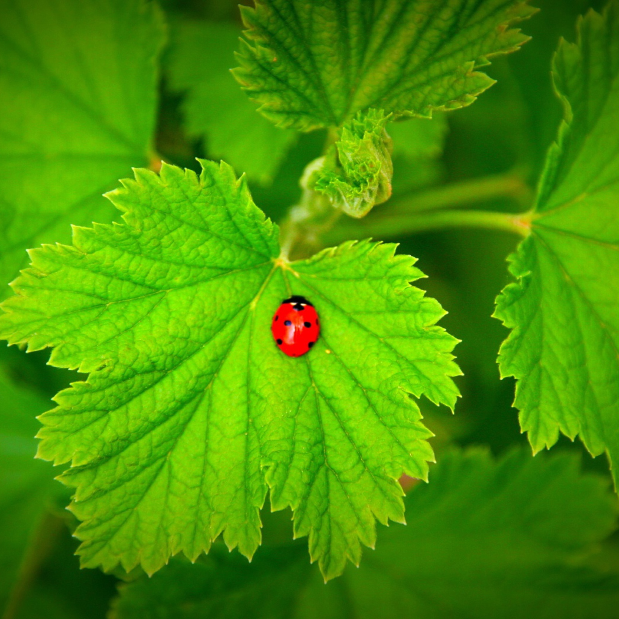 Fondo de pantalla Red Ladybug On Green Leaf 2048x2048
