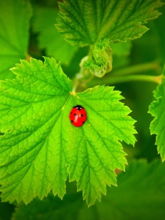 Red Ladybug On Green Leaf wallpaper 240x320