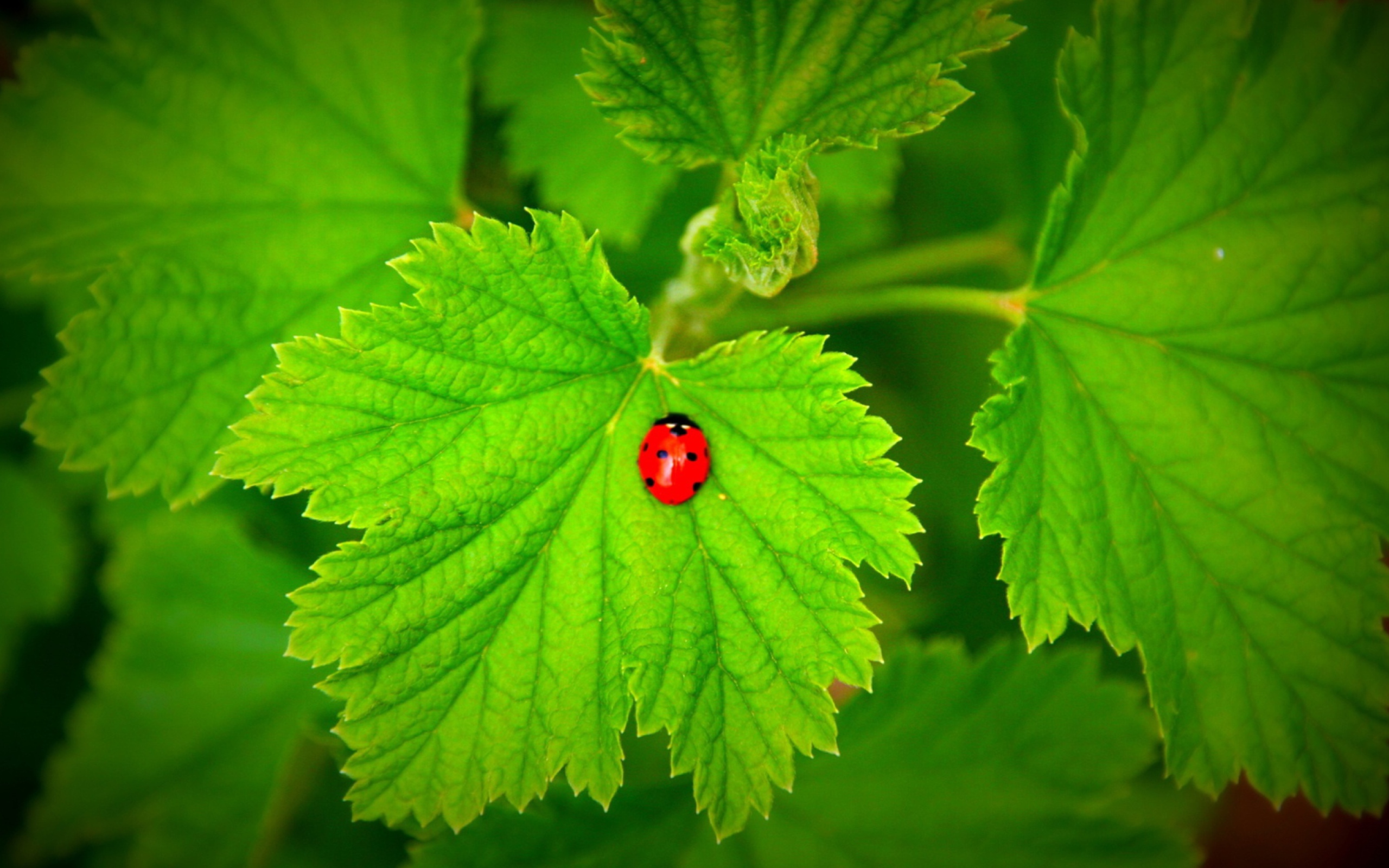 Red Ladybug On Green Leaf wallpaper 2560x1600