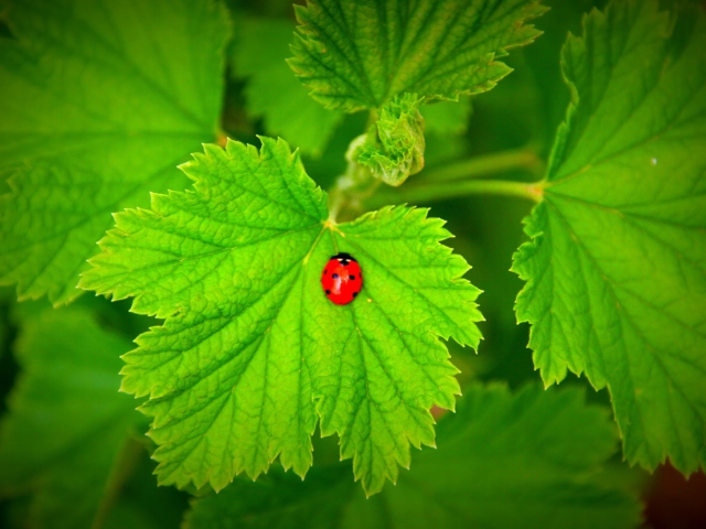 Red Ladybug On Green Leaf wallpaper 640x480