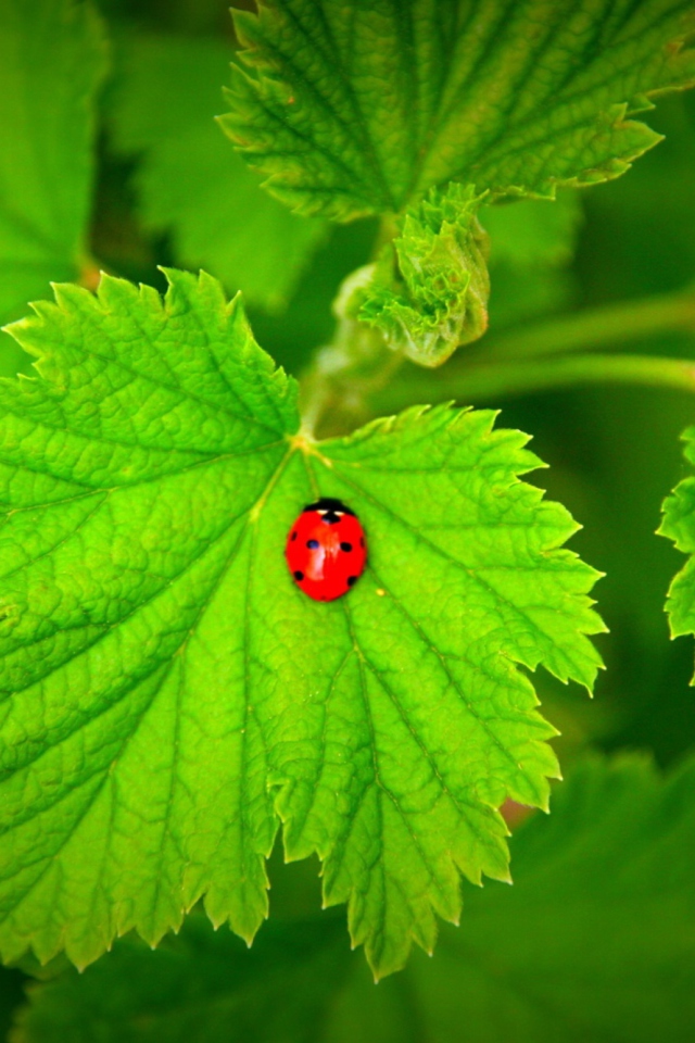 Red Ladybug On Green Leaf wallpaper 640x960