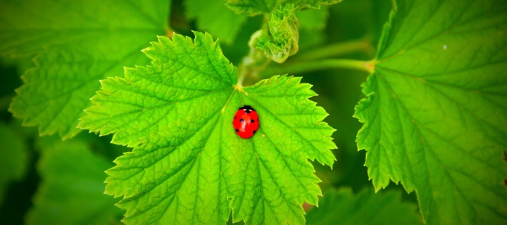 Red Ladybug On Green Leaf wallpaper 720x320