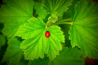 Red Ladybug On Green Leaf Picture for Android, iPhone and iPad