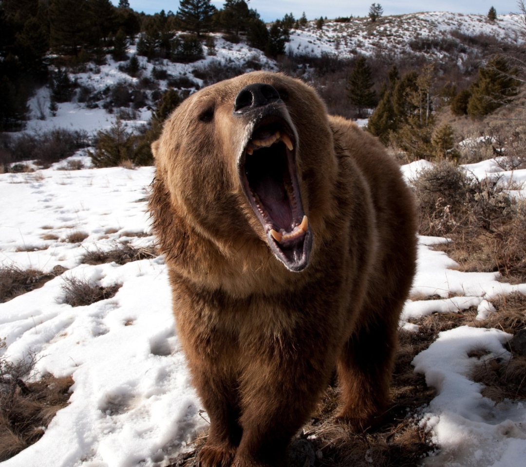 Das Brown Bear Roaring Wallpaper 1080x960