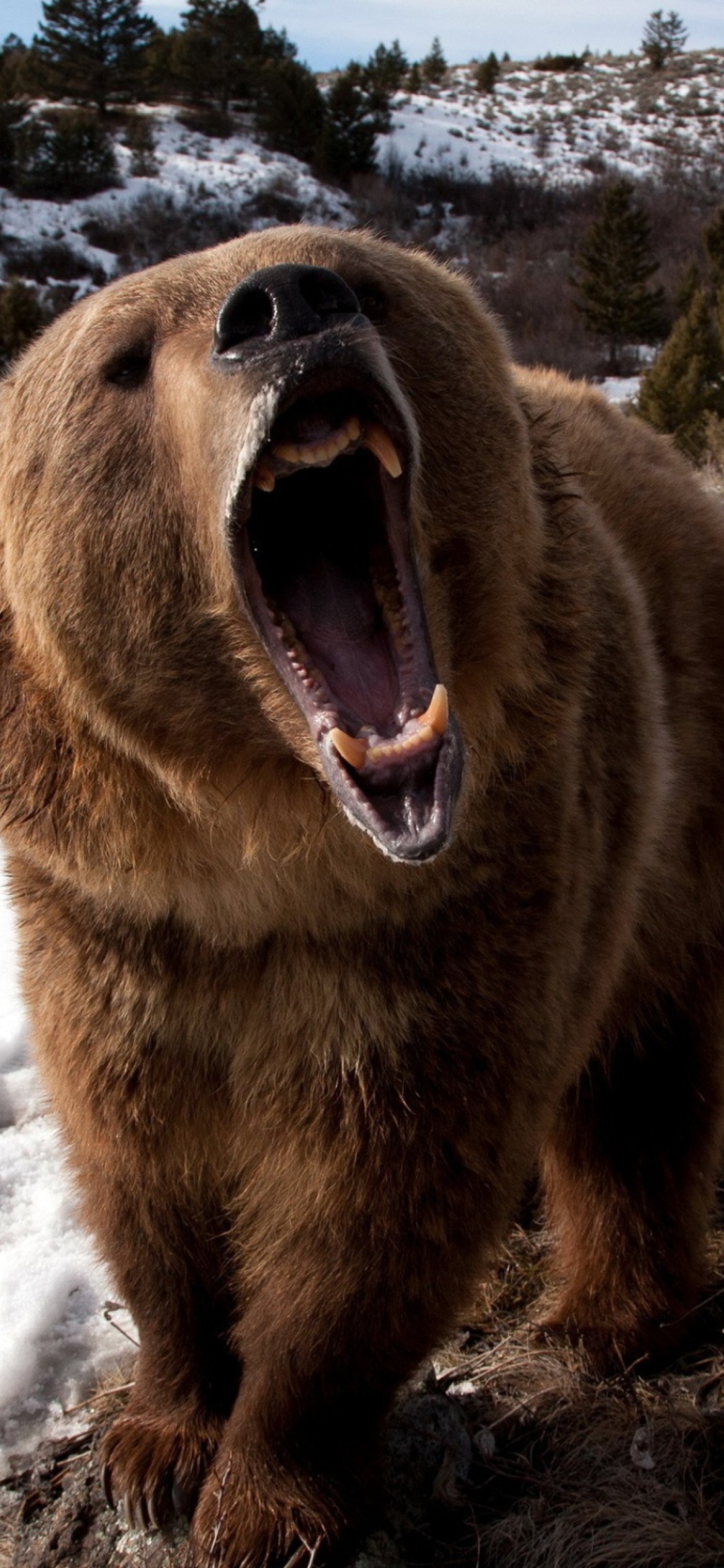Das Brown Bear Roaring Wallpaper 1170x2532