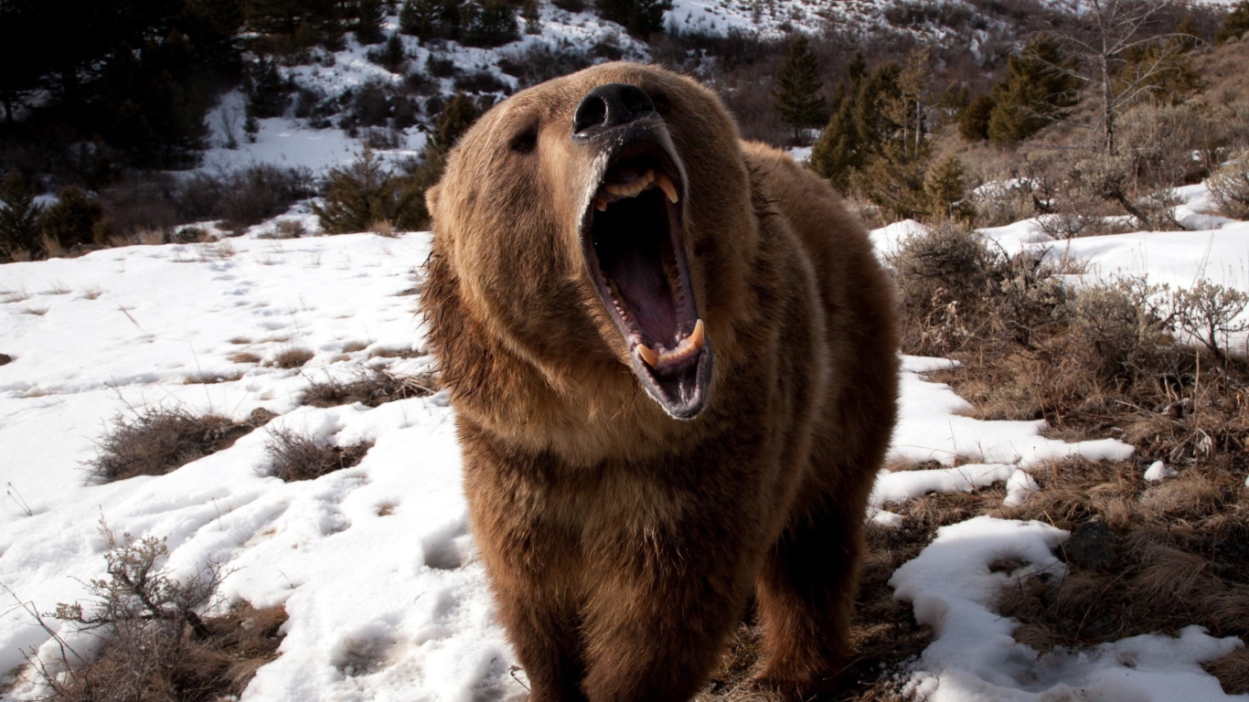 Brown Bear Roaring screenshot #1 1366x768