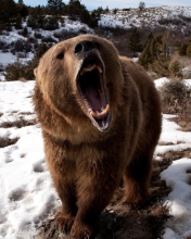 Sfondi Brown Bear Roaring 176x220