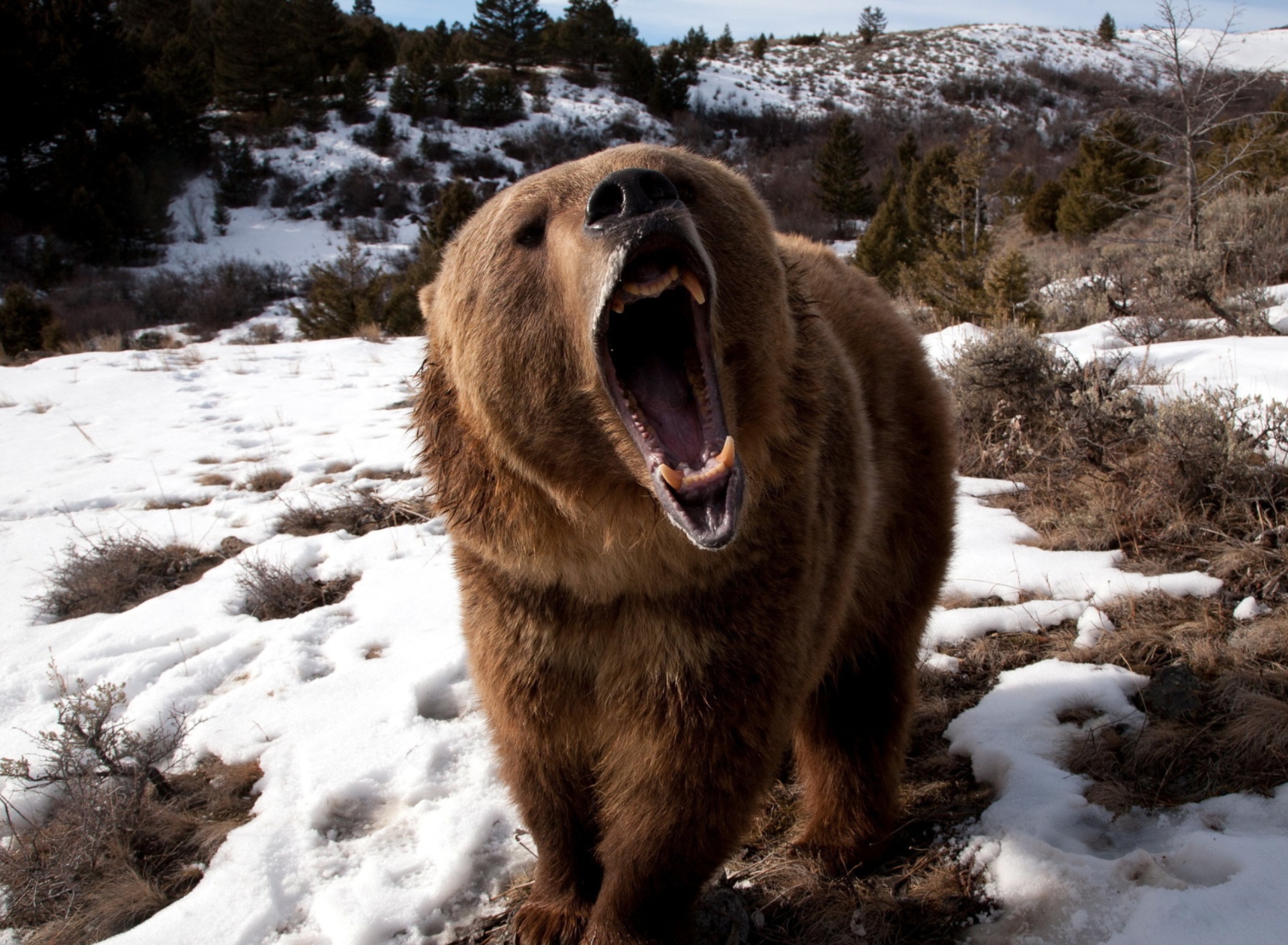 Sfondi Brown Bear Roaring 1920x1408
