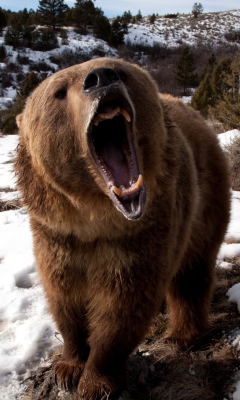 Das Brown Bear Roaring Wallpaper 240x400