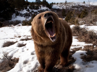 Sfondi Brown Bear Roaring 320x240