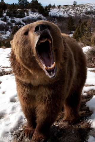 Das Brown Bear Roaring Wallpaper 320x480