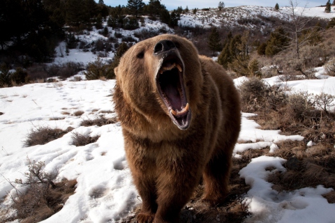 Brown Bear Roaring screenshot #1 480x320