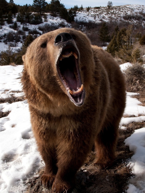 Screenshot №1 pro téma Brown Bear Roaring 480x640
