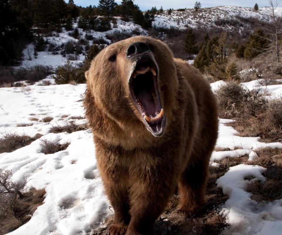 Fondo de pantalla Brown Bear Roaring 960x800