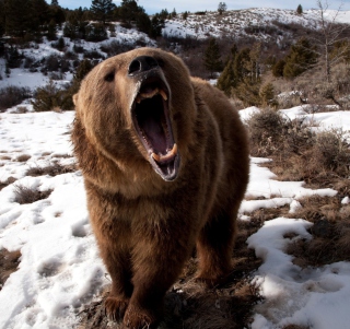 Brown Bear Roaring - Obrázkek zdarma pro 208x208