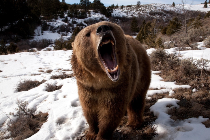 Fondo de pantalla Brown Bear Roaring