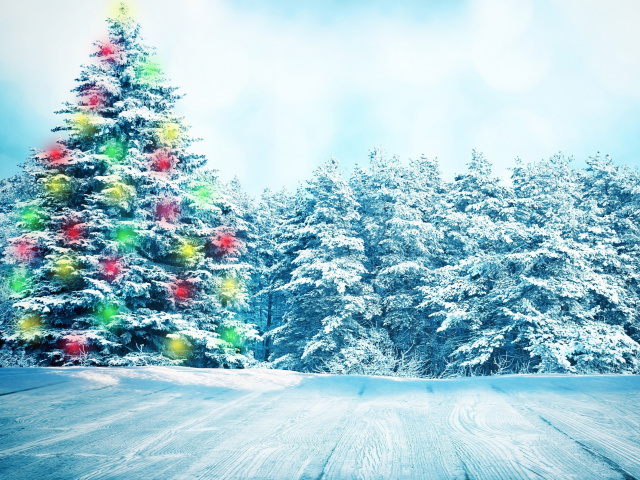 Fondo de pantalla Bright Christmas Tree in Forest 640x480