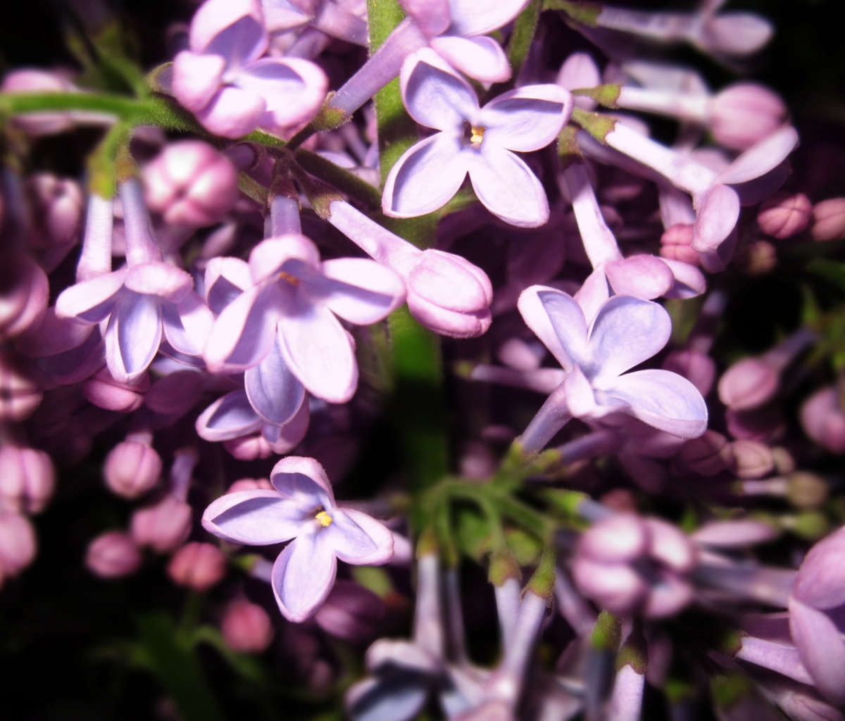 Fondo de pantalla Lilac Is In Flower 1200x1024