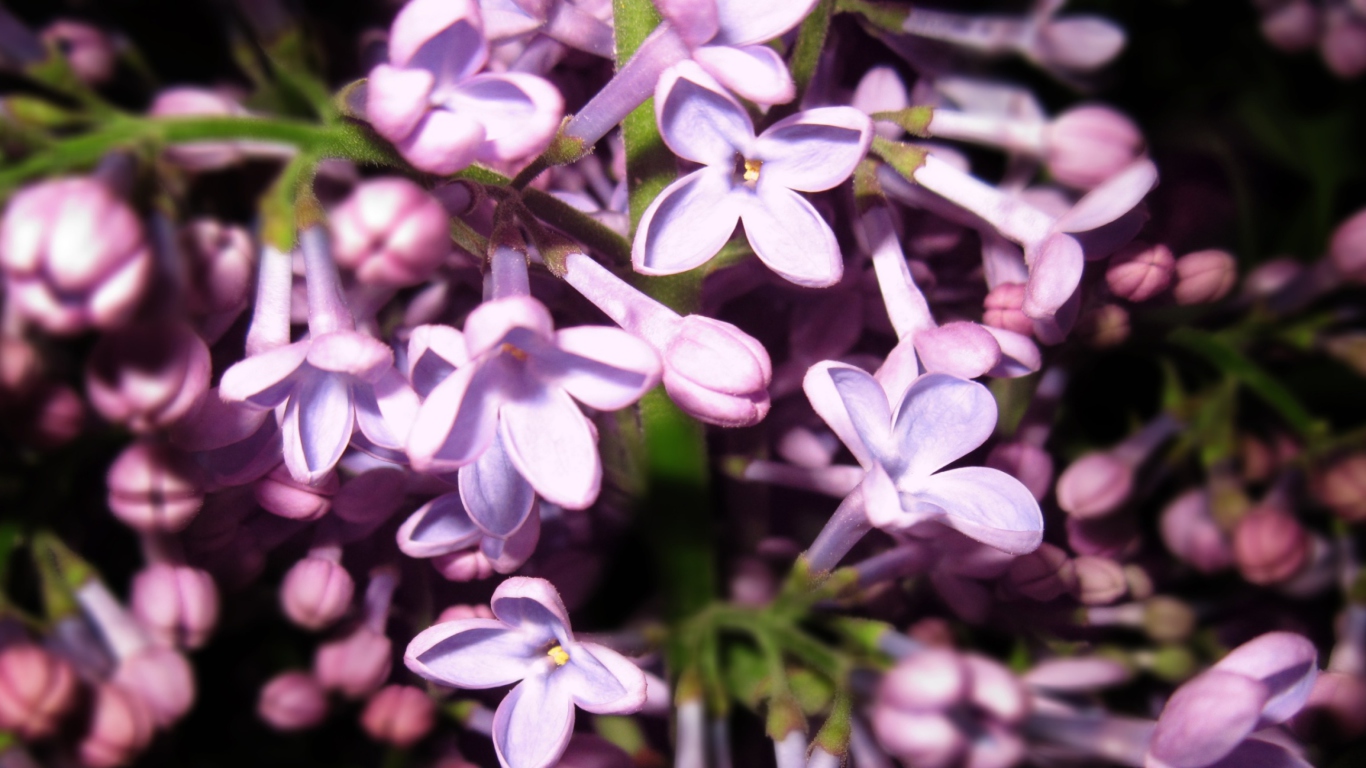 Das Lilac Is In Flower Wallpaper 1366x768