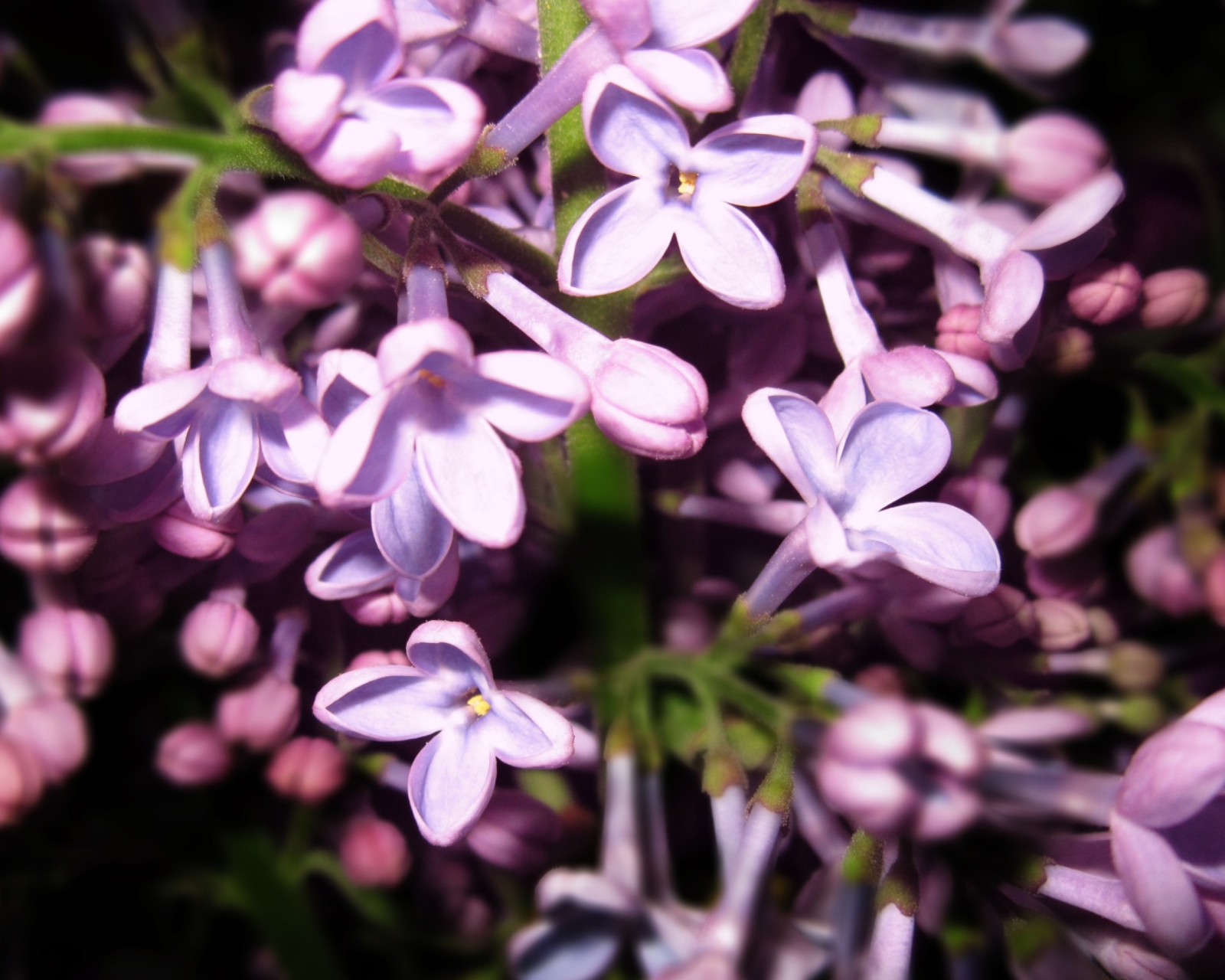 Sfondi Lilac Is In Flower 1600x1280