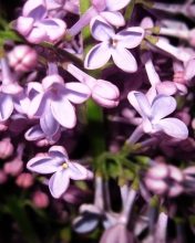 Sfondi Lilac Is In Flower 176x220
