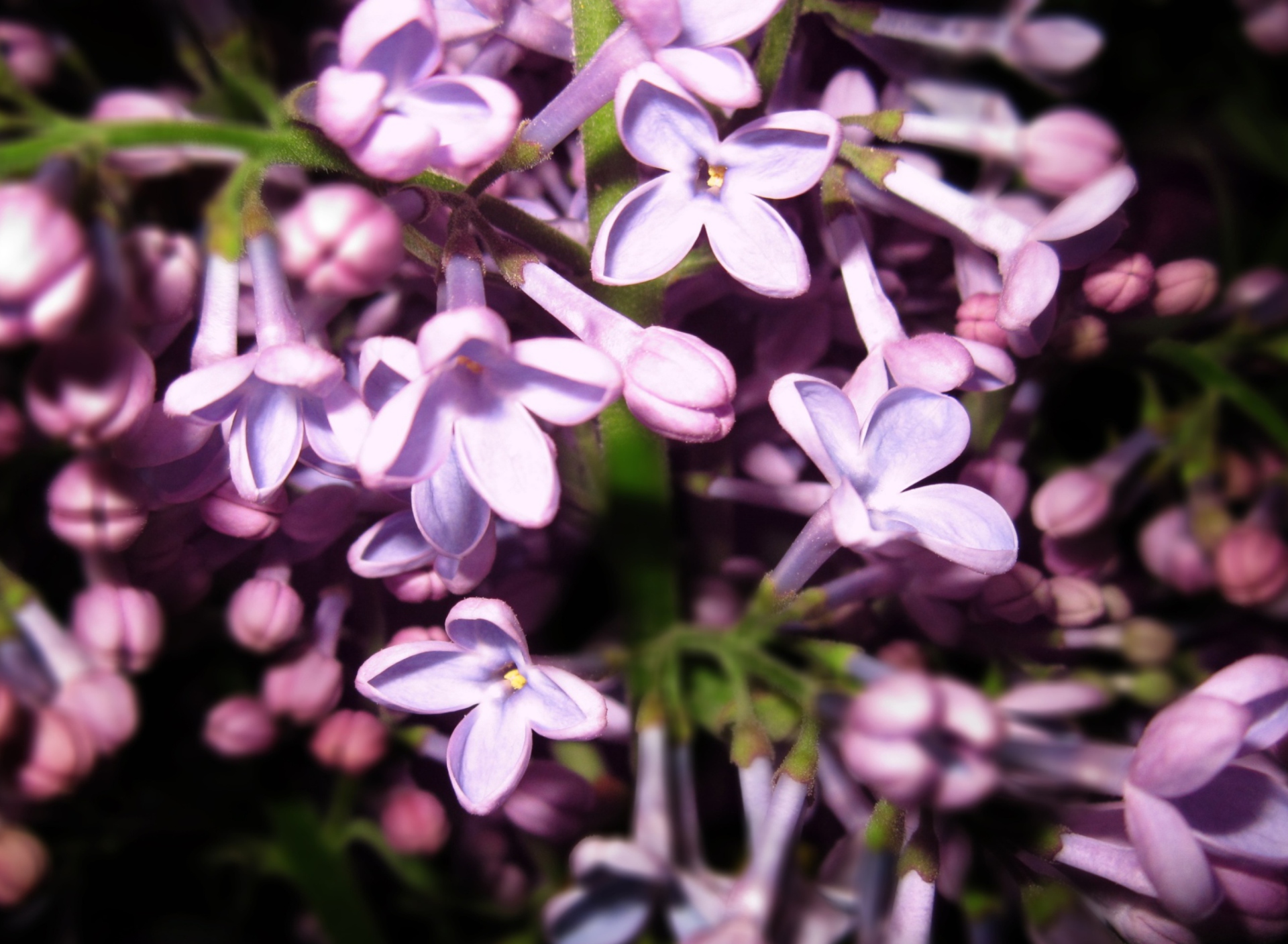 Обои Lilac Is In Flower 1920x1408