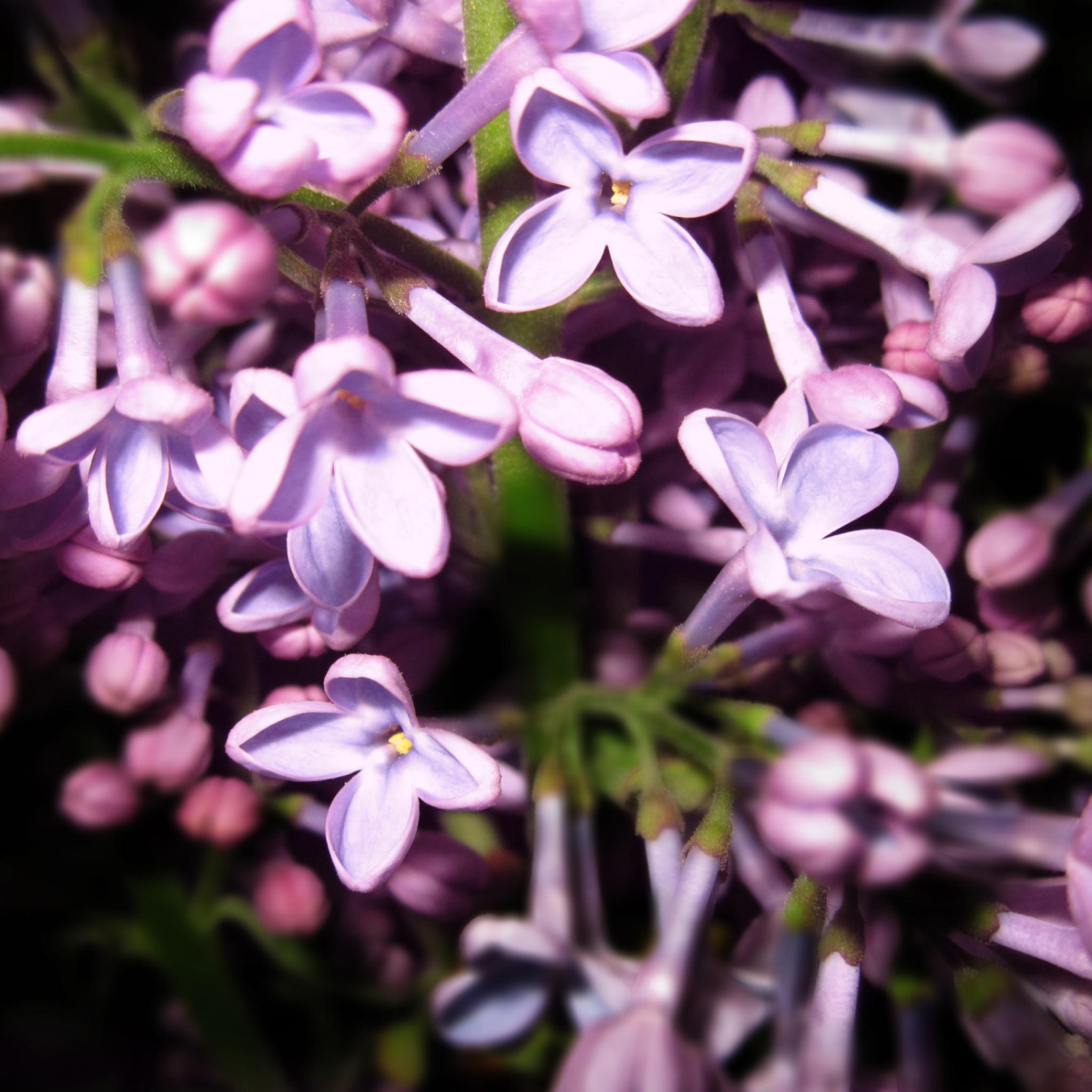 Fondo de pantalla Lilac Is In Flower 2048x2048