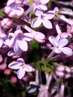 Sfondi Lilac Is In Flower 240x320
