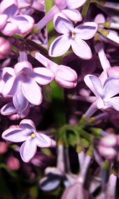 Lilac Is In Flower wallpaper 240x400