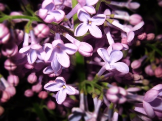 Lilac Is In Flower screenshot #1 320x240