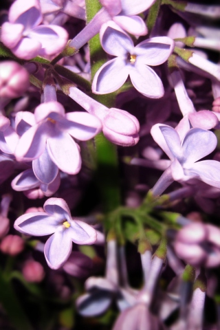 Lilac Is In Flower wallpaper 320x480