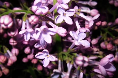 Sfondi Lilac Is In Flower 480x320