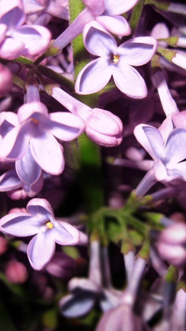 Lilac Is In Flower wallpaper 640x1136