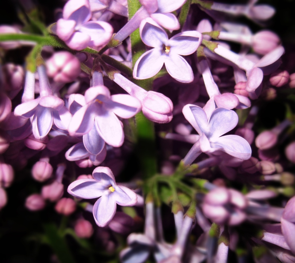 Обои Lilac Is In Flower 960x854