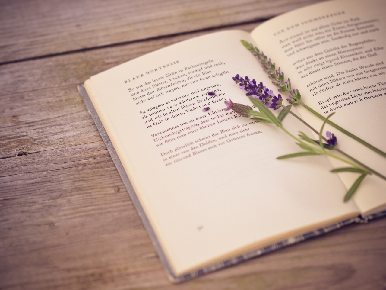 Poetry And Lavender screenshot #1 1280x960